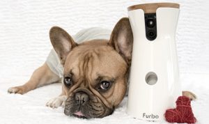 Furbo appoints Clarion
