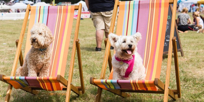 The View wins DogFest 2018 festivals brief